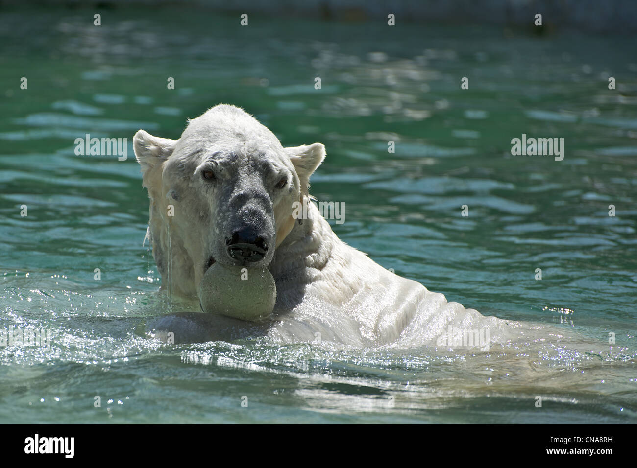 Polar Bear playing with a ball in the water at the Bronx Zoo Stock Photo