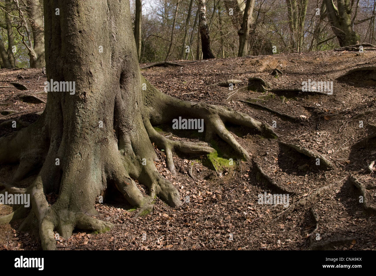 Ancient old trees woodland Epping Forest Stock Photo - Alamy