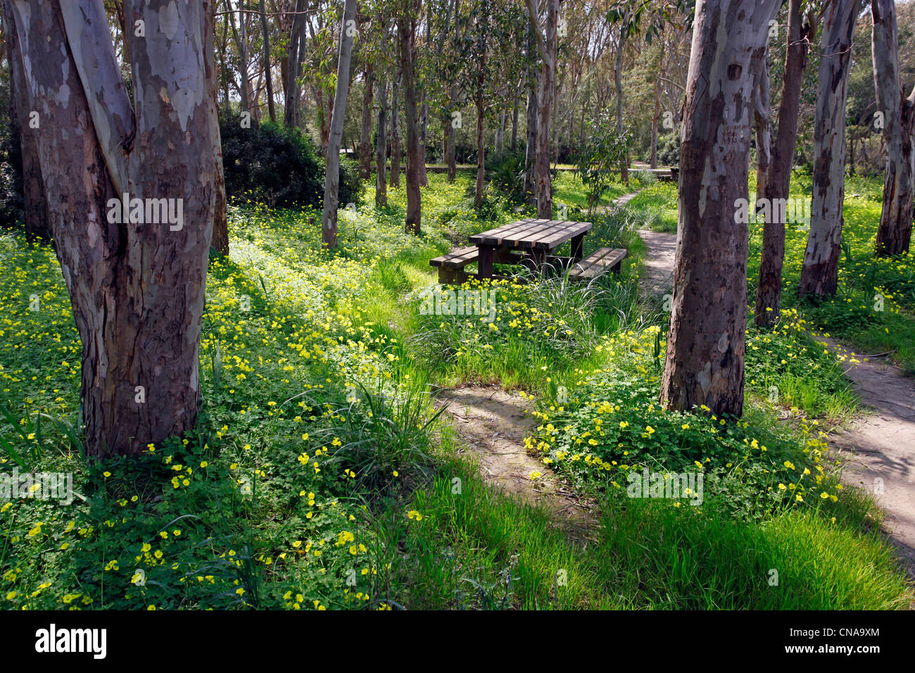 Yellow spring meadow flowers in a woodland glade in Selinunte, Sicily, Italy Stock Photo