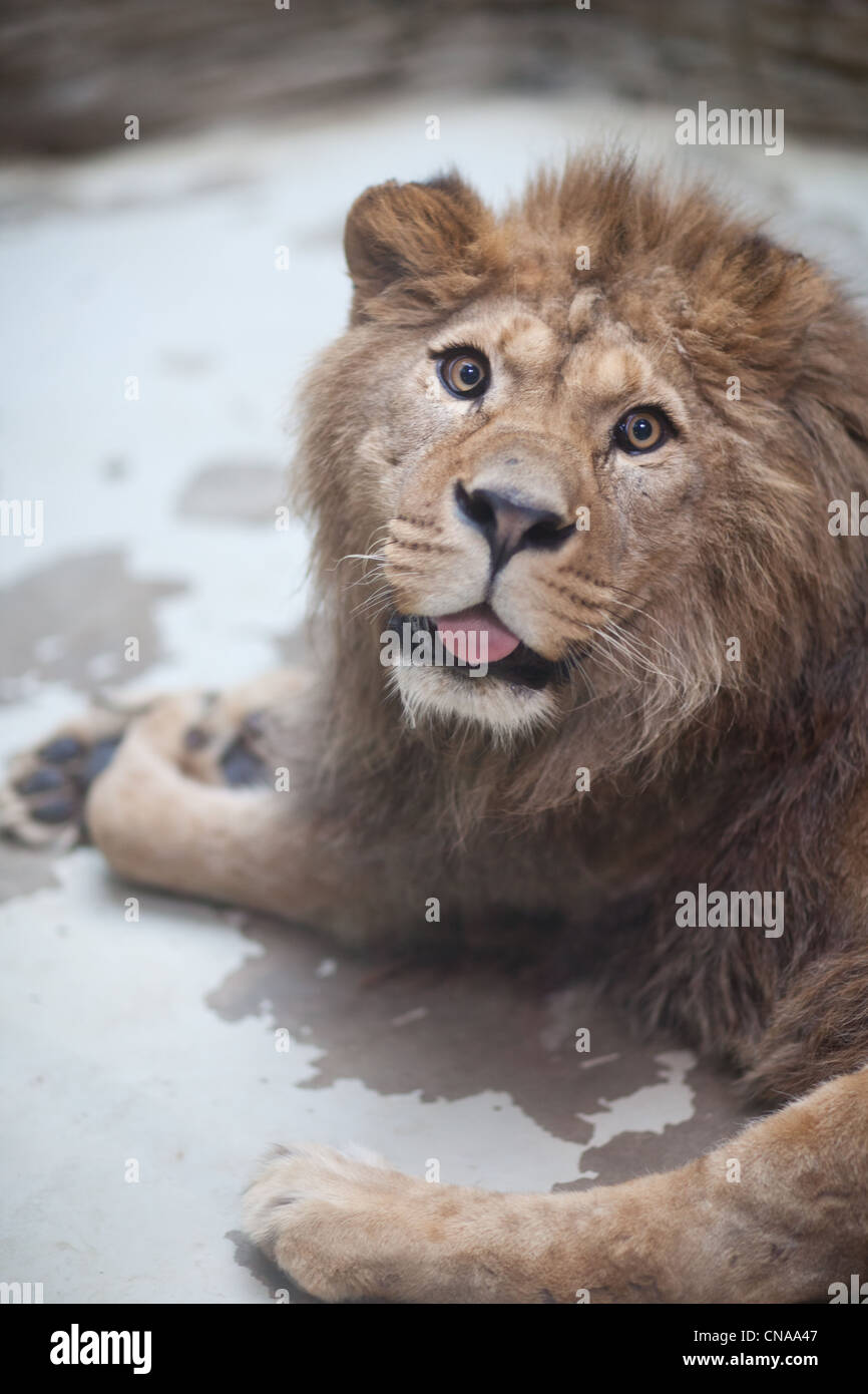 Funny Lion High Resolution Stock Photography and Images - Alamy