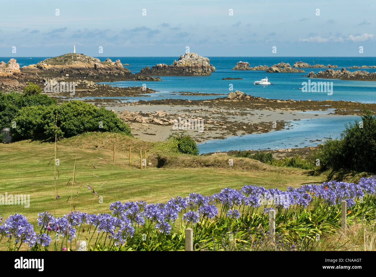 France, Cotes d'Armor, Brehat island, North island at low tide, hedge agapanthus Stock Photo