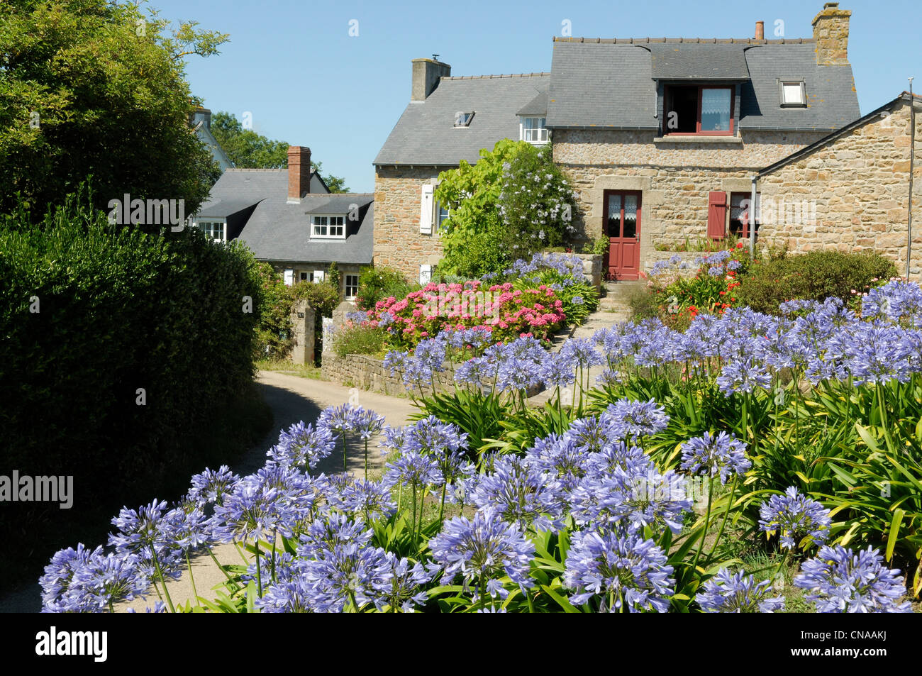 France, Cotes d'Armor, Brehat island, massive house and agapanthus brehatine Stock Photo