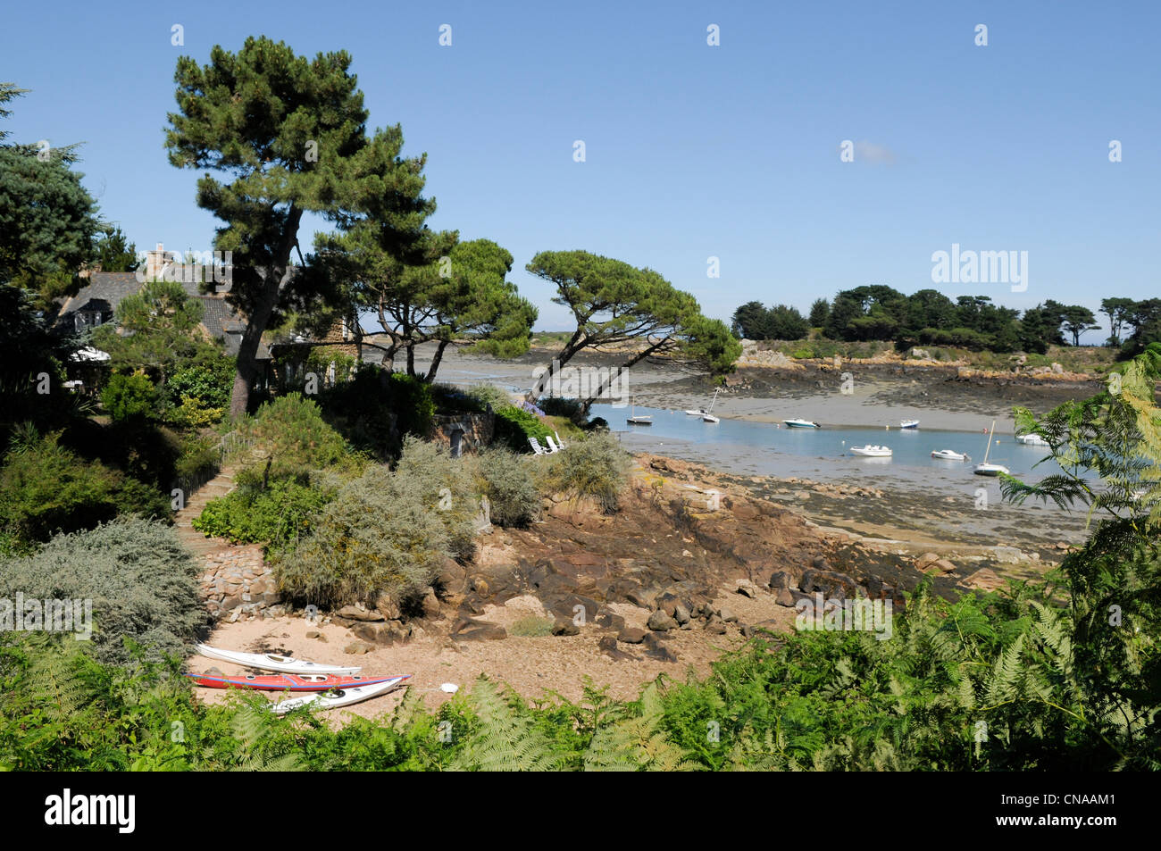 France, Cotes d'Armor, Brehat island, Harbour House at low tide, sea kayaks and pines Stock Photo