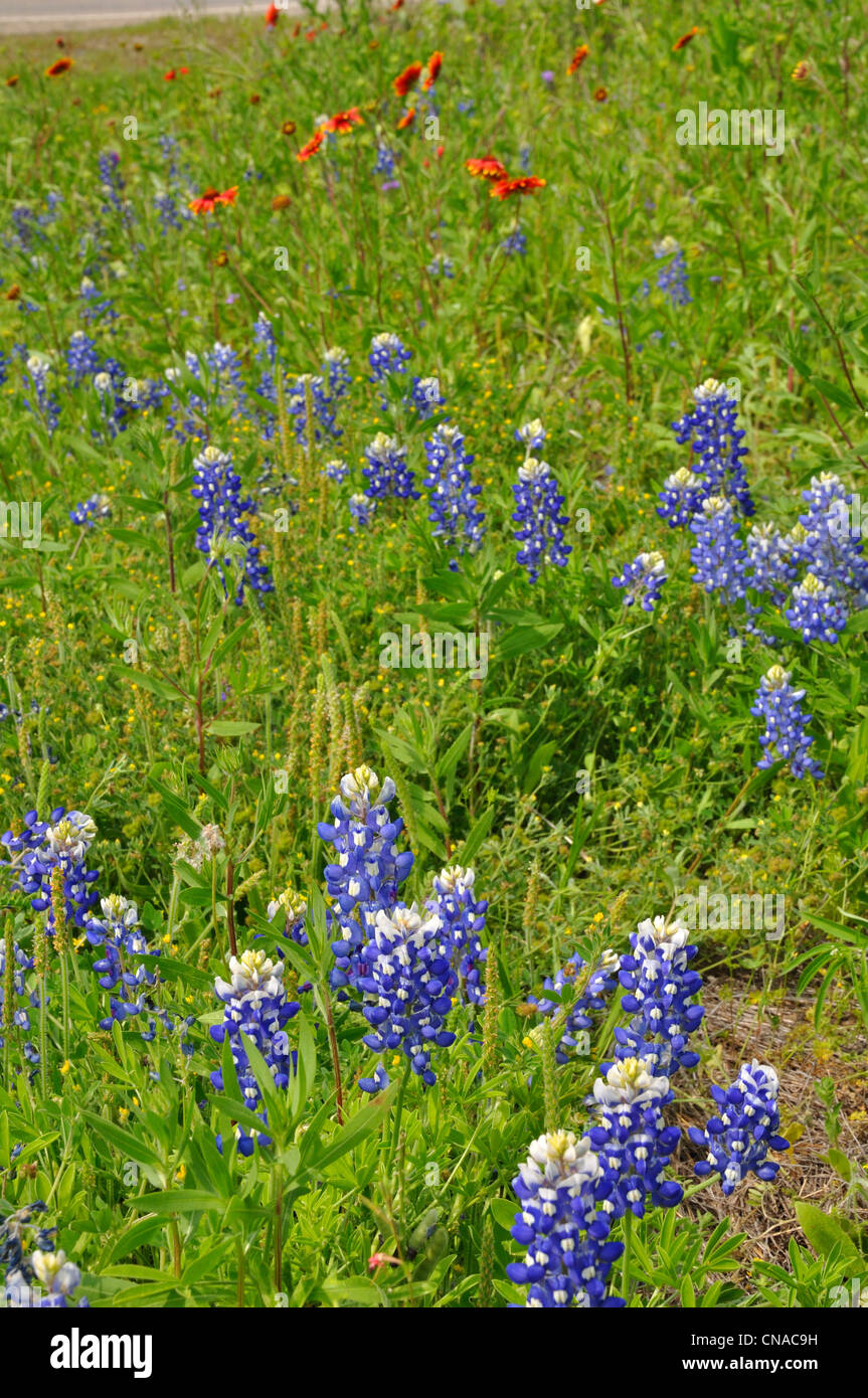 Texas, USA Stock Photo Alamy