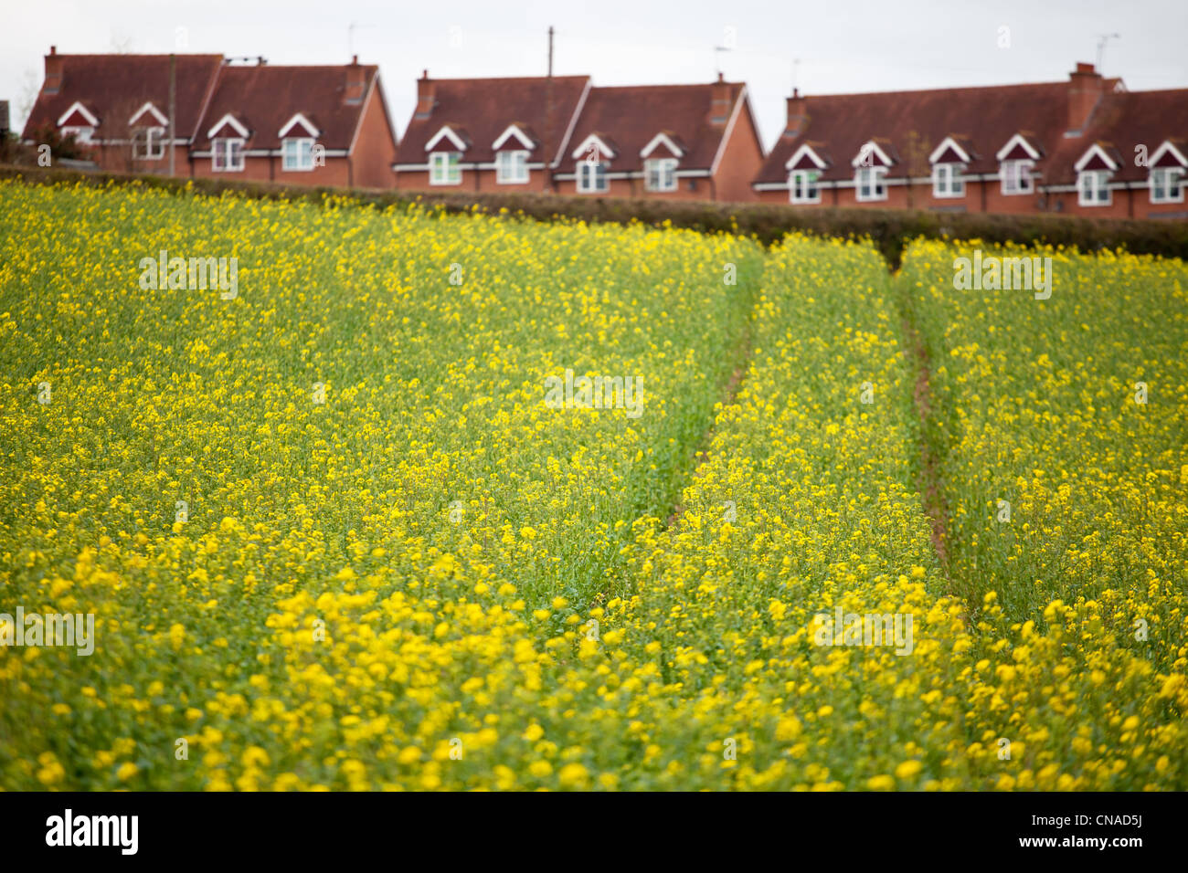 rapeseed field in Suckley,Worcestershire,England,shallow depth of field showing modern housing Stock Photo