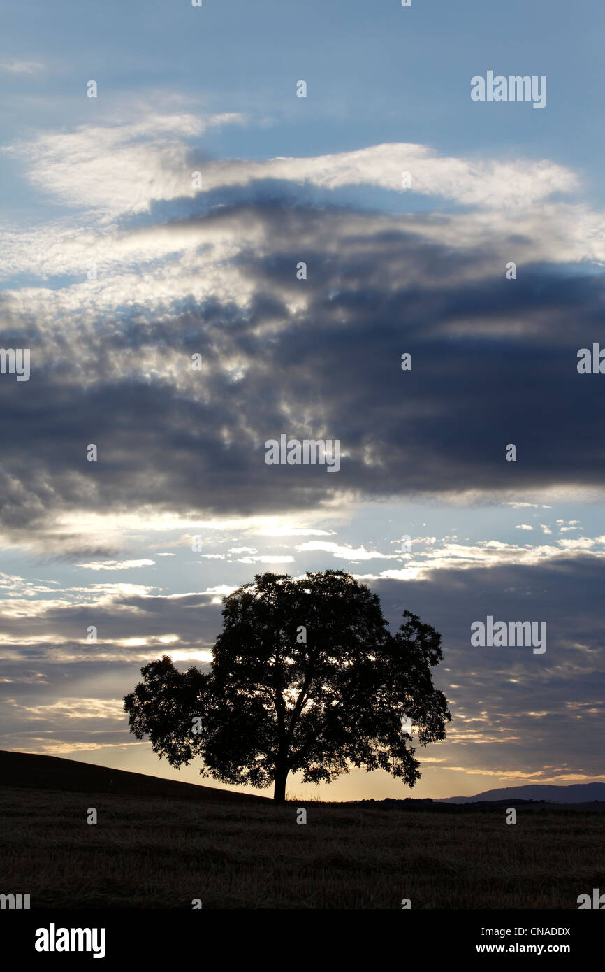 France, Puy de Dome, isolated tree at sunset Stock Photo