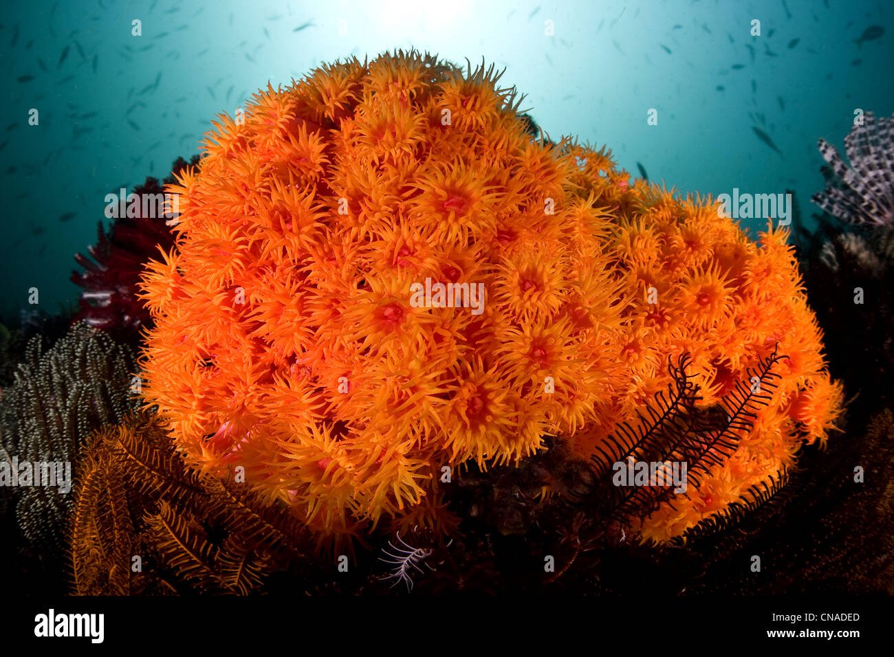 A cluster of bright orange cup corals, Tubastrea sp., brighten a diverse coral reef. Komodo, Indonesia, Pacific Ocean. Stock Photo
