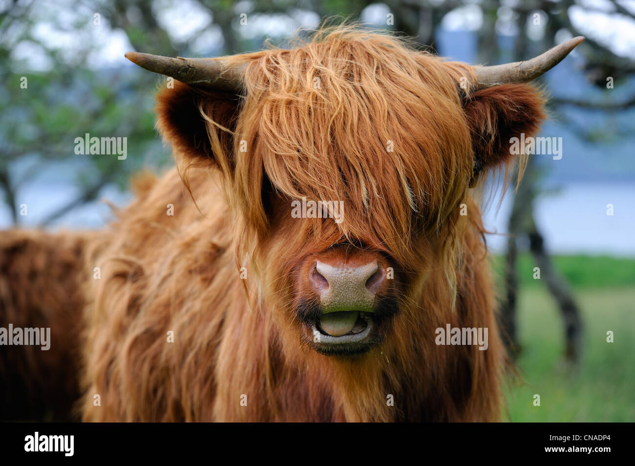 United Kingdom, Scotland, Highland, Inner Hebrides, Isle of Mull, Highland cattle Stock Photo