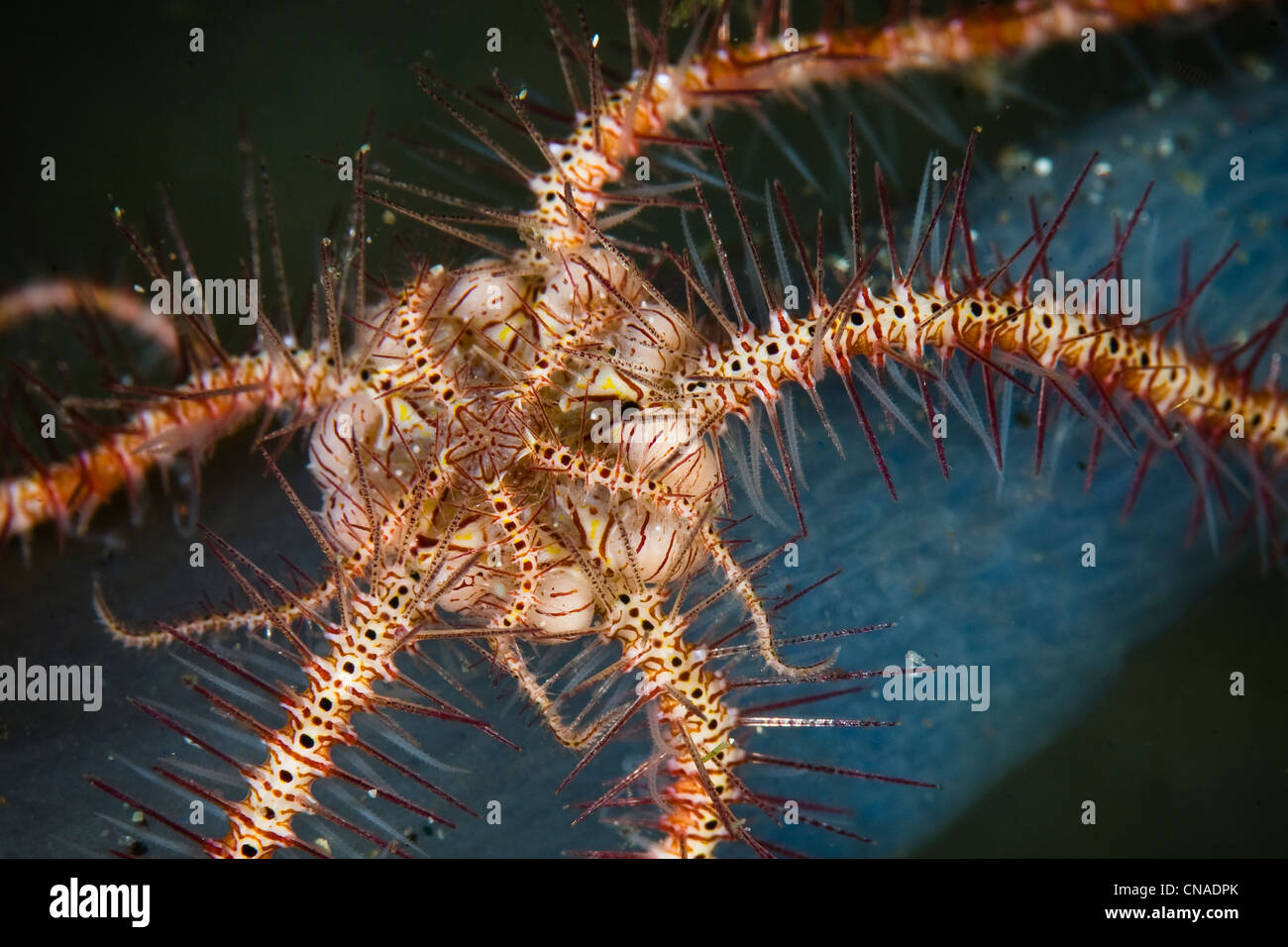 Brittlestar hires stock photography and images Alamy