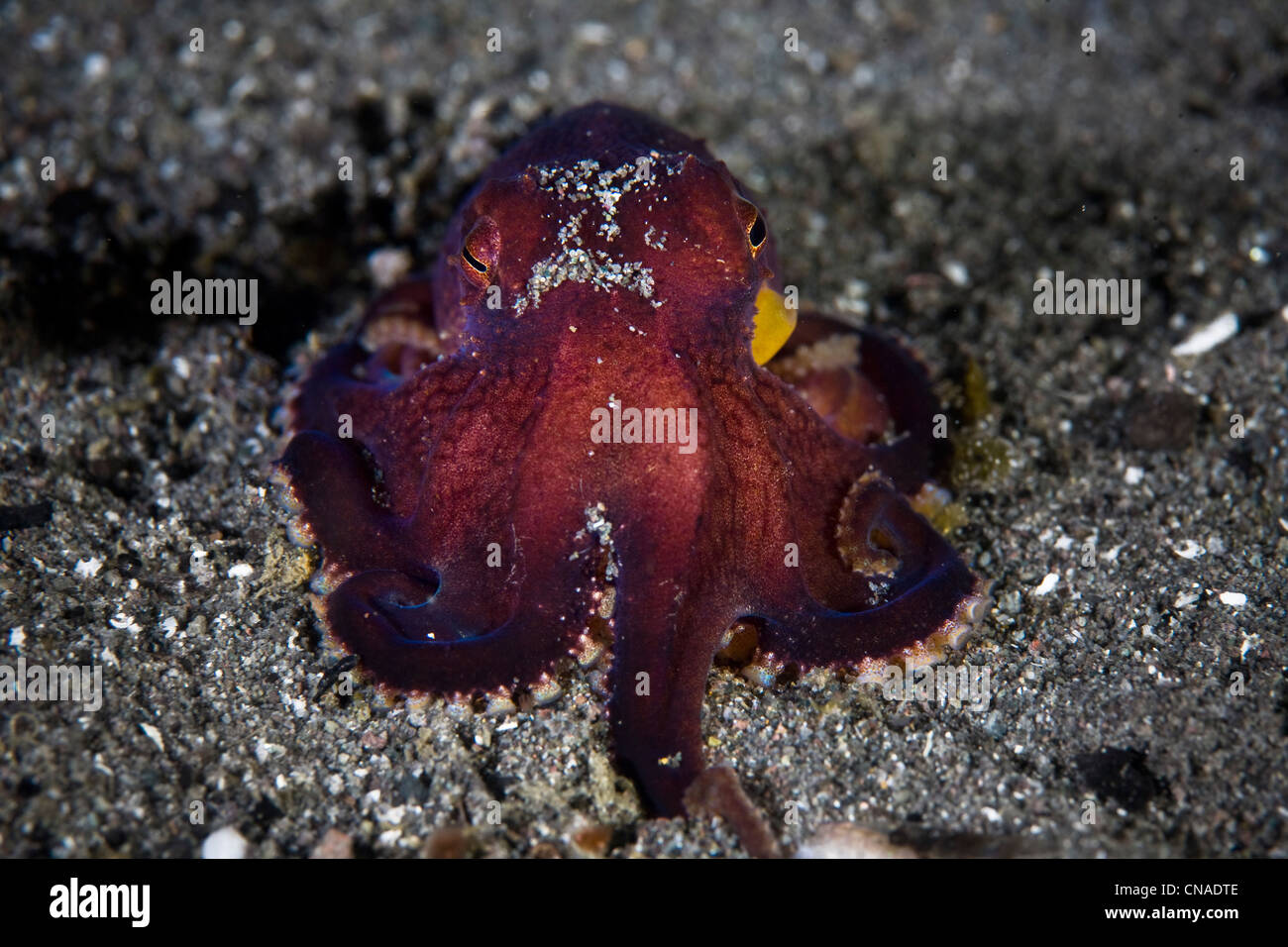 A Veined octopus, Amphioctopus marginatus, is also known as the coconut octopus. Stock Photo