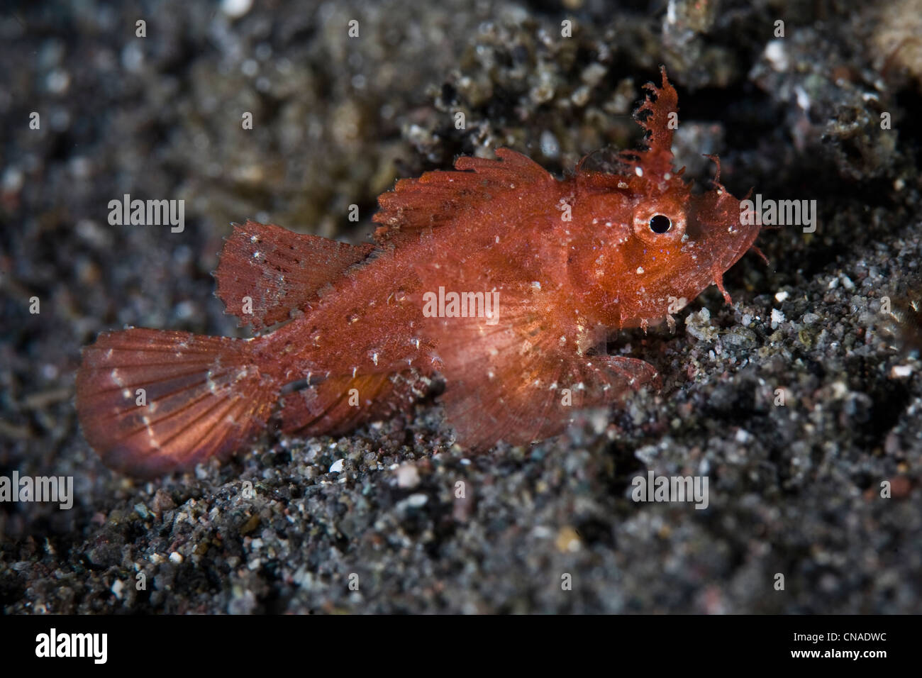 A juvenile Ambon scorpionfish, Pteroidichthys amboinensis, uses its texture and color to blend into the marine environment. Stock Photo