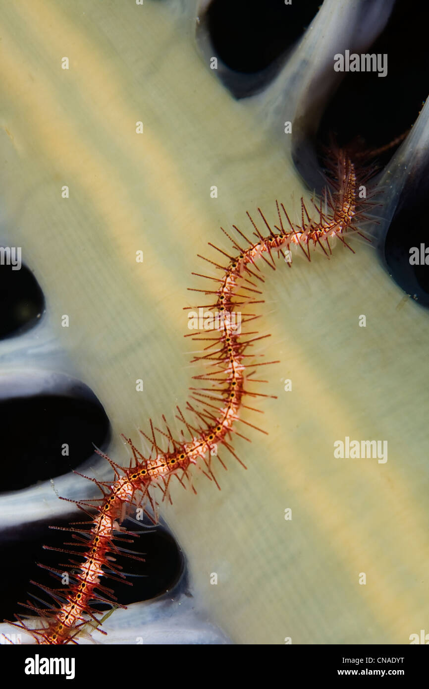 The spiny arm of an unidentified brittlestar clings to a sea pen. Komodo, Indonesia, Pacific Ocean. Stock Photo