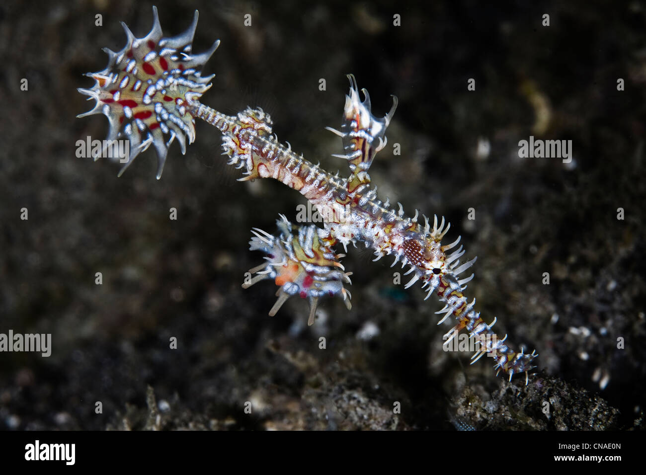 A Harlequin ghost pipefish, Solenostomus paradoxus, stands out against a volcanic sand background. This species usually swims ne Stock Photo