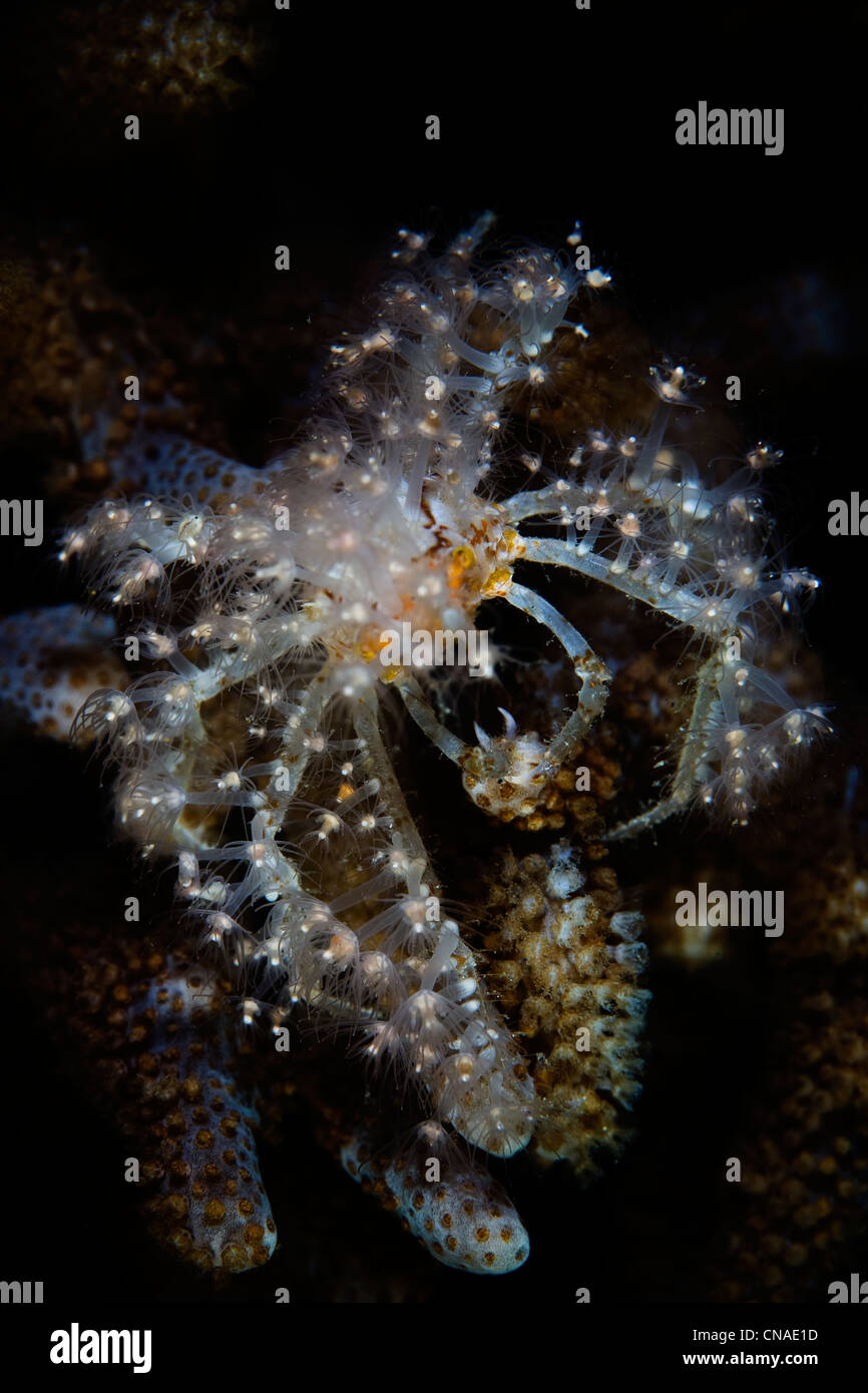 An unidentified spider crab has covered itself with living cnidarian polyps for camouflage and protection. Komodo, Indonesia. Stock Photo