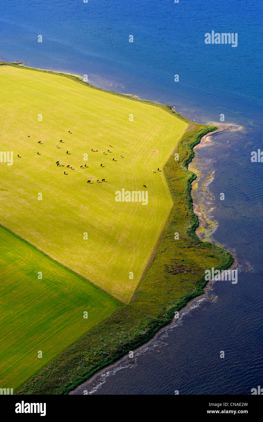 United Kingdom, Scotland, Orkney Islands, Mainland Island, herd of cows by the sea (aerial view) Stock Photo