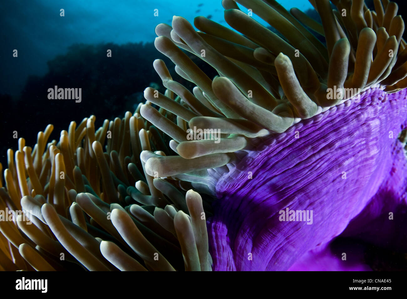 The tentacles of a Magnificent anemone, Heteractis magnifica, wave in the currents along a reef slope. Stock Photo