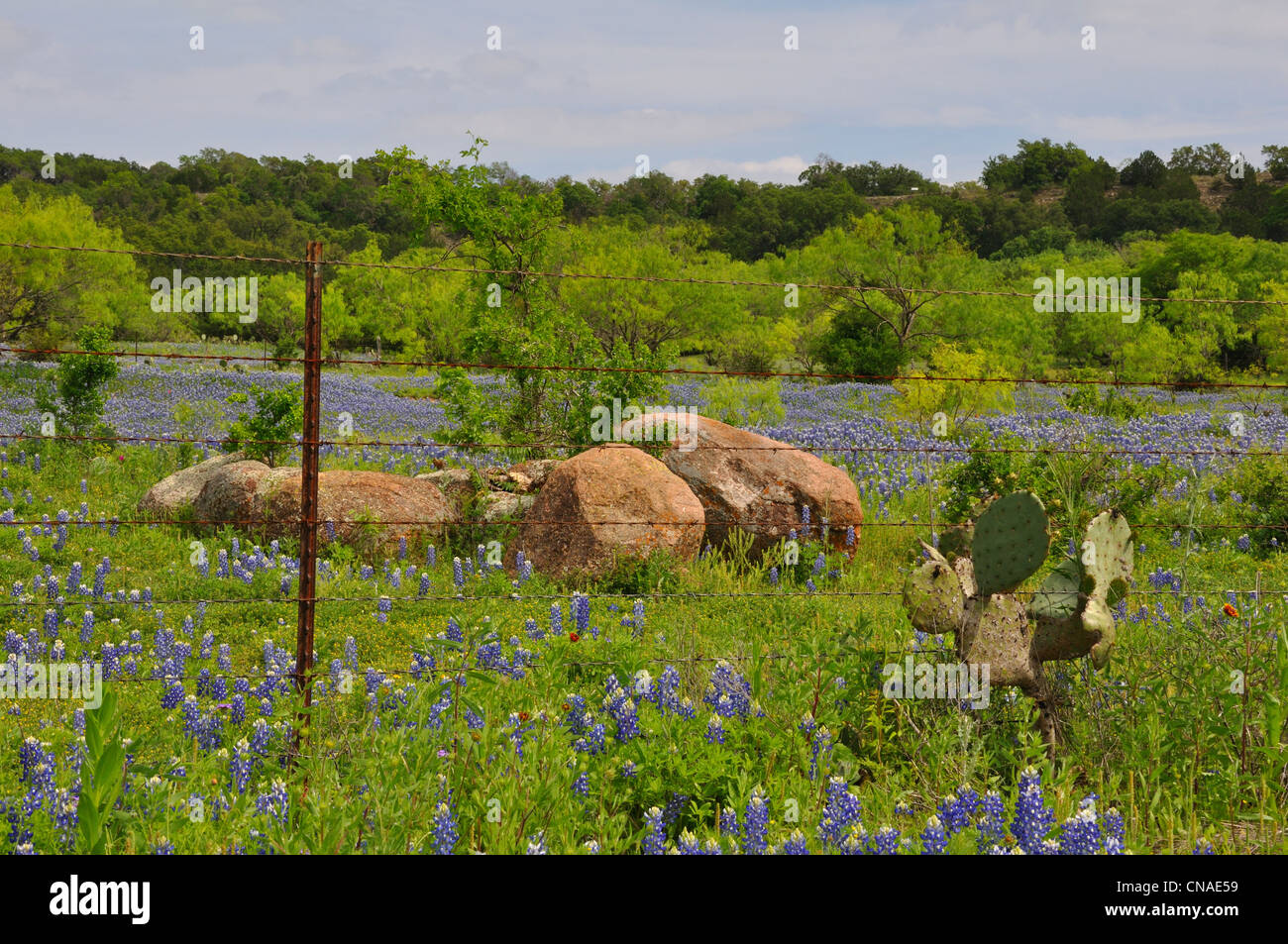 Bluebonnets in Texas, USA Stock Photo
