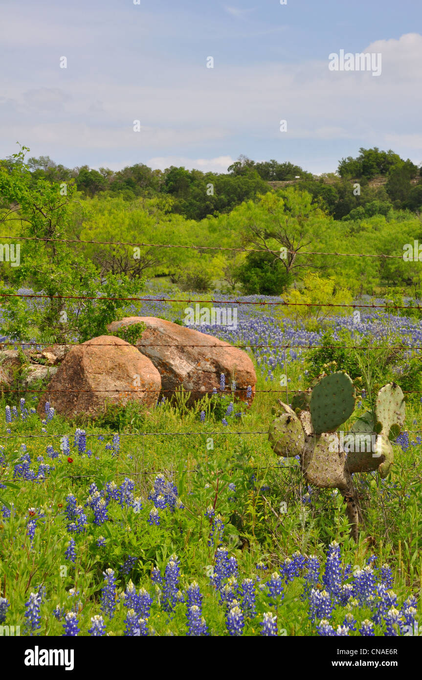 Bluebonnets, Texas, USA Stock Photo