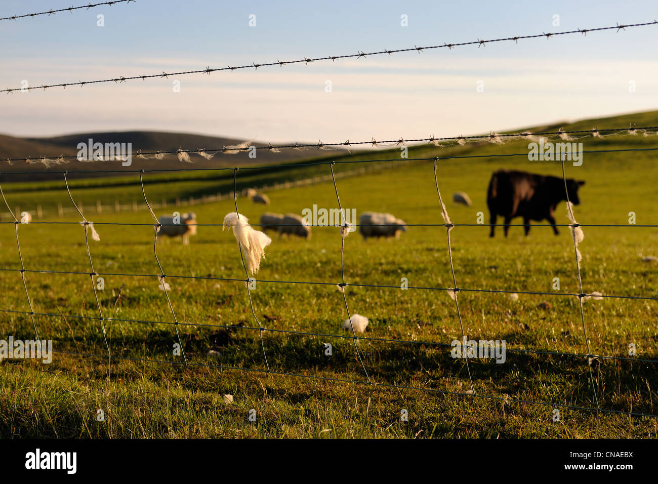 United Kingdom, Scotland, Orkney Islands, Isle of Mainland, sheep's wool caught in the fence Stock Photo