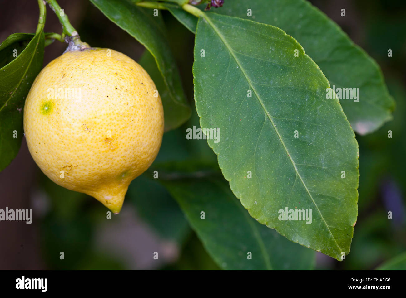Italy, Campania, Gulf of Naples, Capri, lemon tree (Citrus limon Stock