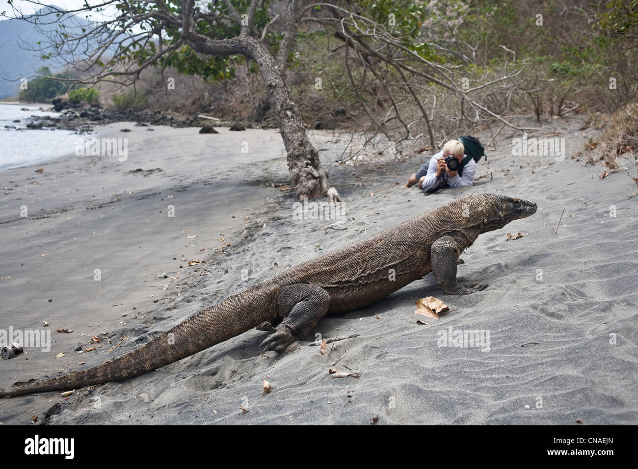 A photographer takes pictures of a Komodo dragon, Varanus komodensis, as it wanders the shoreline of Rinca Island. Indonesia. Stock Photo