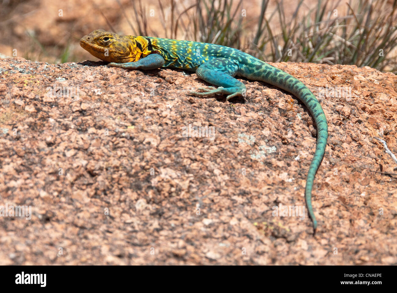 Eastern Collared Lizard Crotaphytus collaris collaris male Wichita