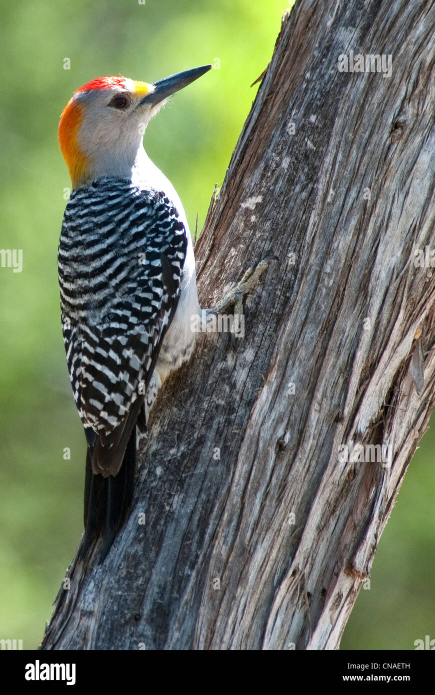Golden-fronted Woodpecker Melanerpes aurifrons male Palo Duro Canyon State Park Texas USA Stock Photo