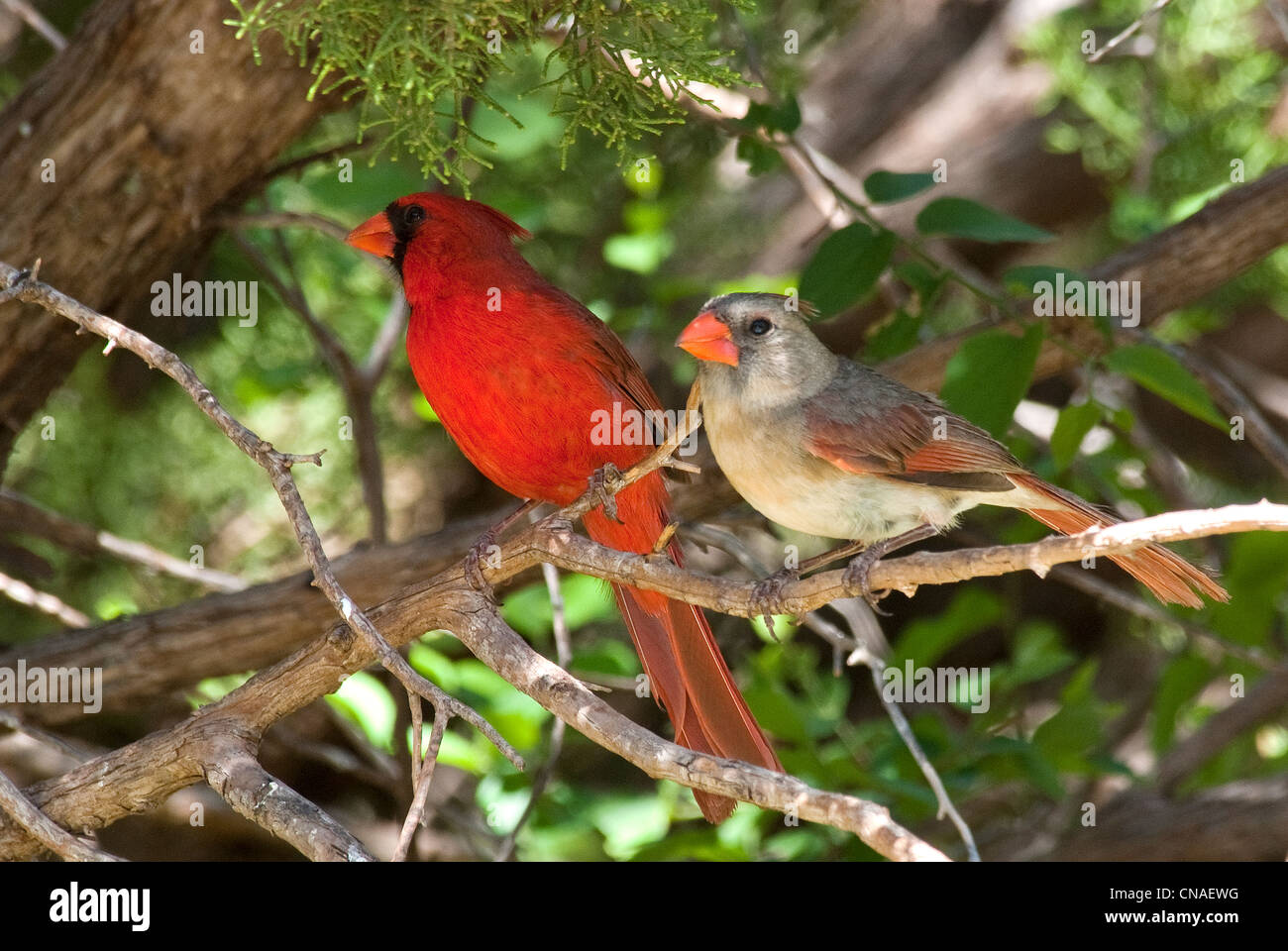 Northern Cardinals Cardinalis cardinalis pairPalo Duro Canyon State ...