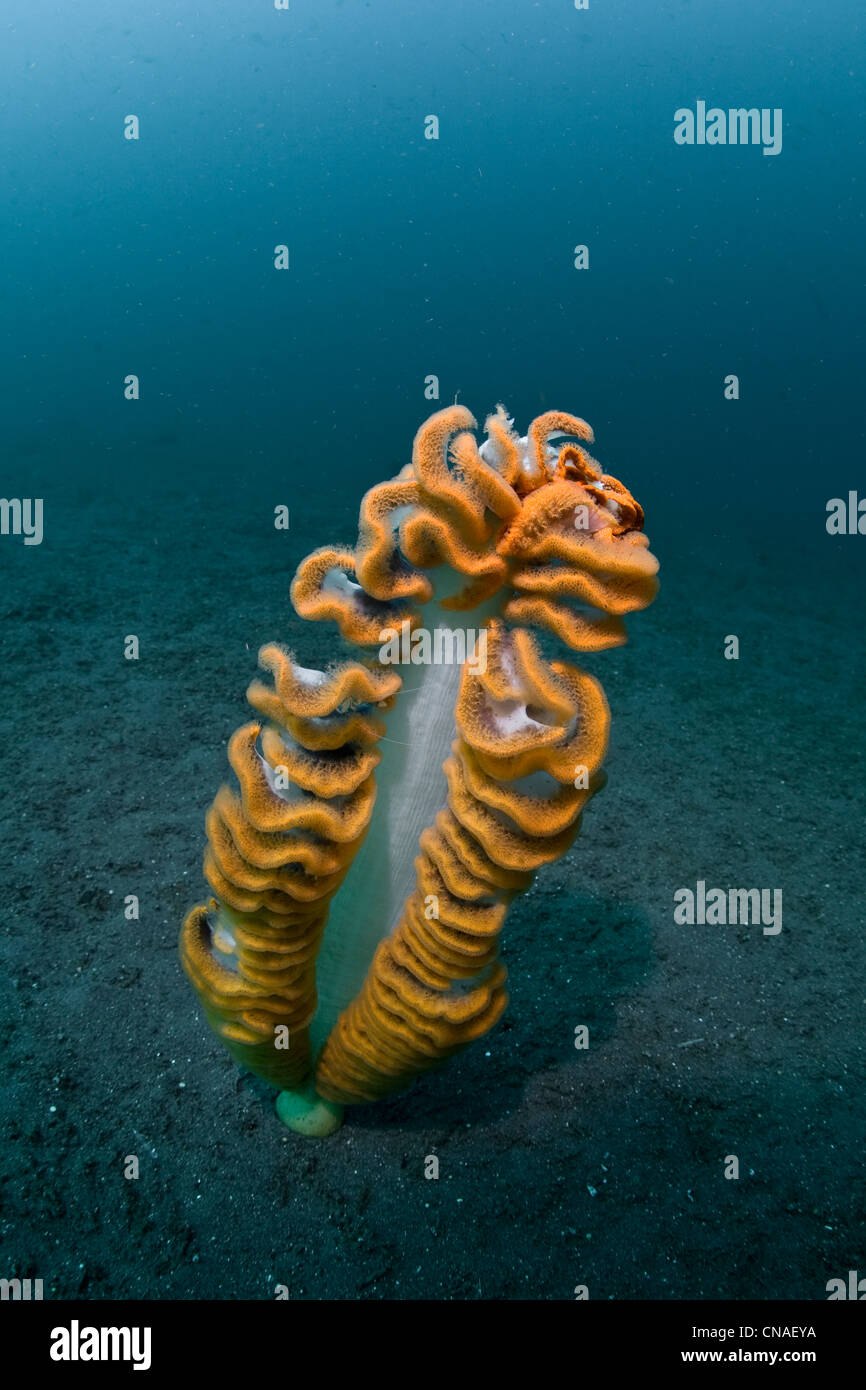 An unidentified sea pen, Order Pennatulacea, inflates itself in order to catch plankton with its feathery branches and polyps. Stock Photo