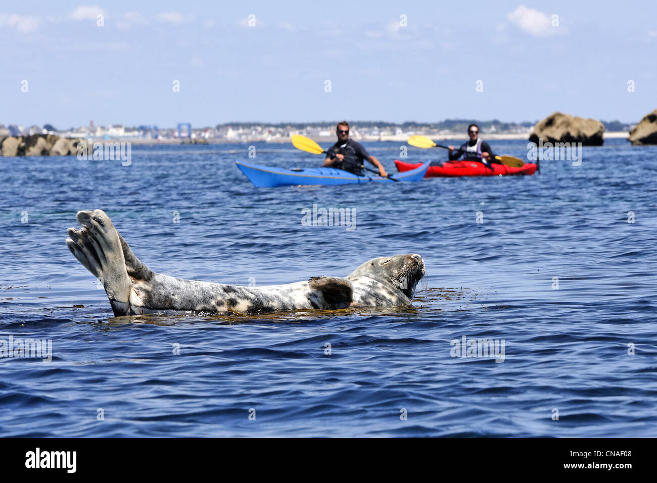 France, Finistere, gray seal (halichoerus grypus), cliff of the Etocs Stock Photo