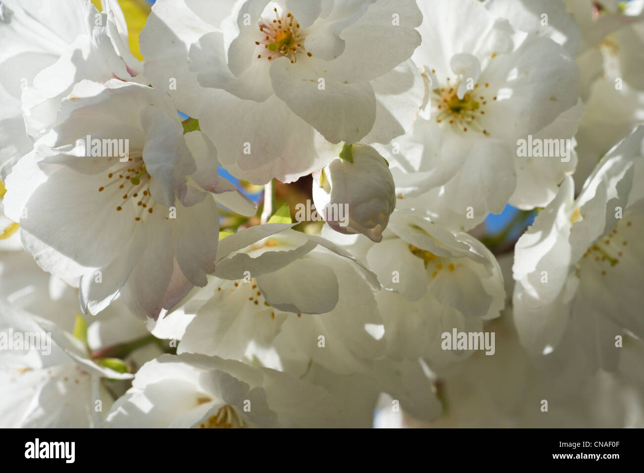 Japanese Cherry Blossoms with blue sky Stock Photo