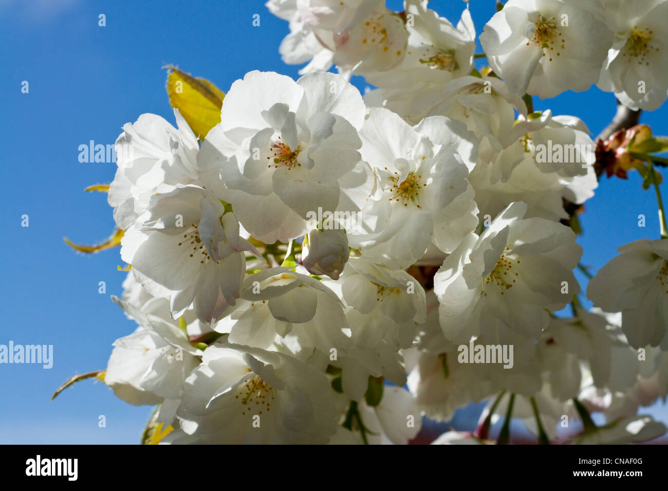 Japanese Cherry blossoms with blue sky Stock Photo