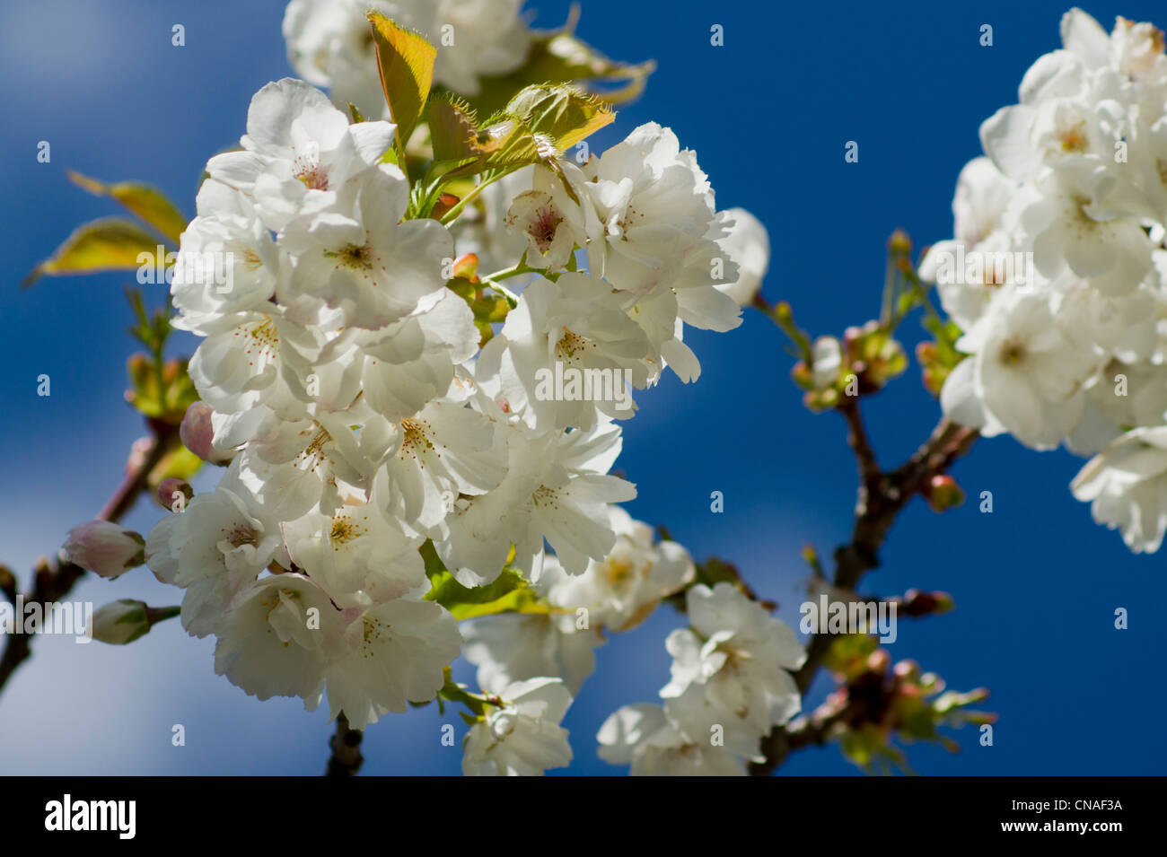 White Spring Blossoms with blue sky Stock Photo