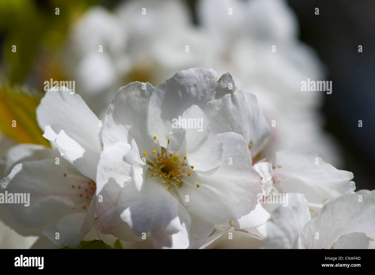 White spring blossoms of the Japanese Cherry Tree Stock Photo - Alamy