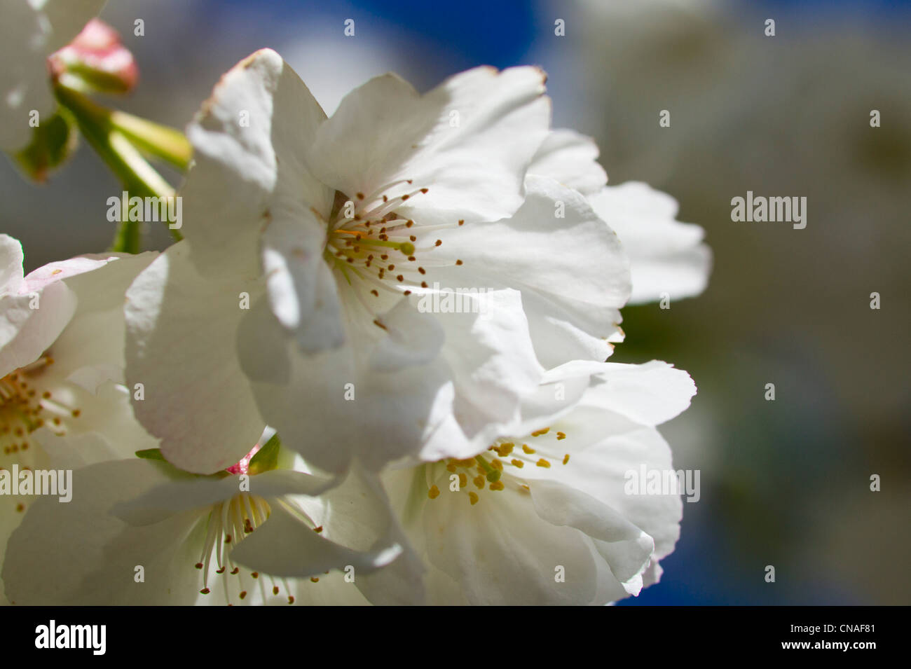 White spring blossoms of the Japanese Cherry Tree Stock Photo - Alamy