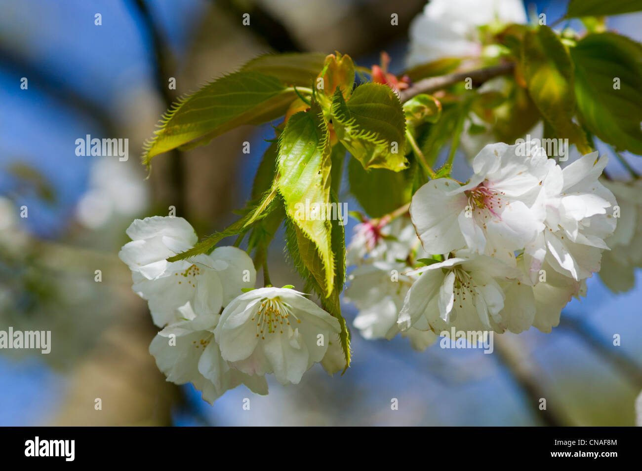 Japanese Cherry blossoms with blue sky Stock Photo - Alamy