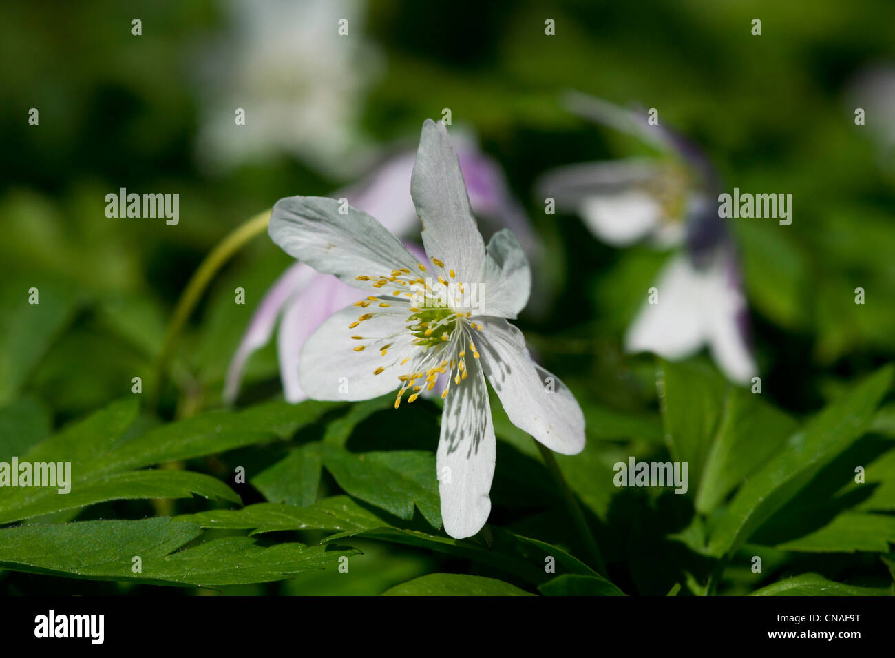 Anemone nemororsa in spring Stock Photo