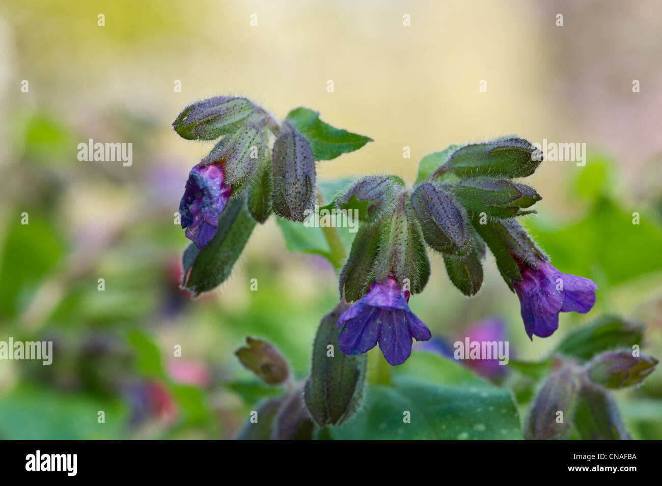 Lungworts Flowers Stock Photo