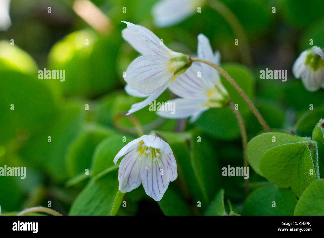 Common wood sorrel Stock Photo Alamy