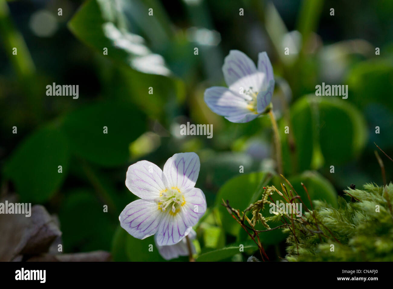 Cleistogamous flowers hires stock photography and images Alamy