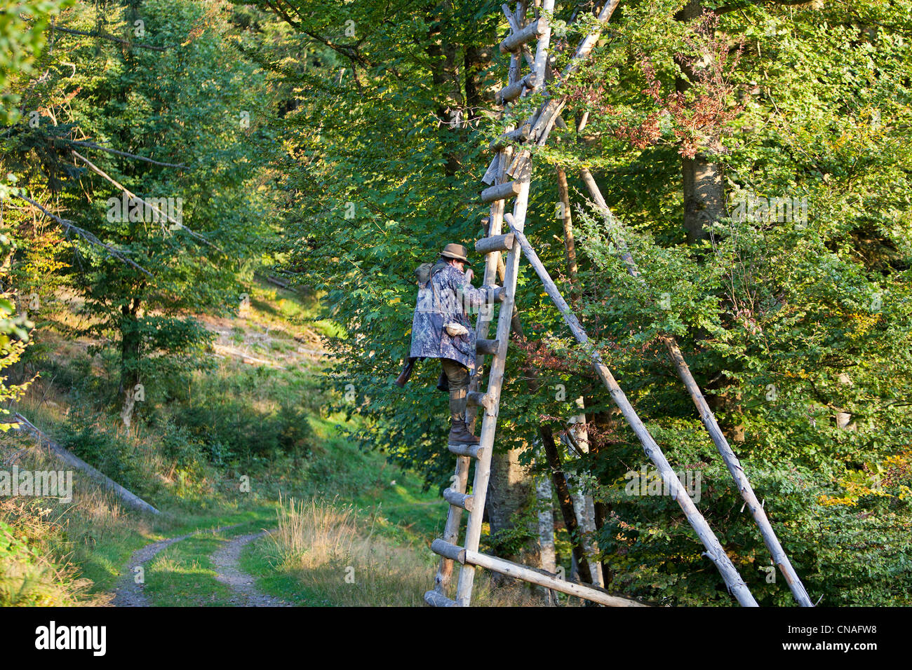 France, Bas Rhin, hunting big game Stock Photo