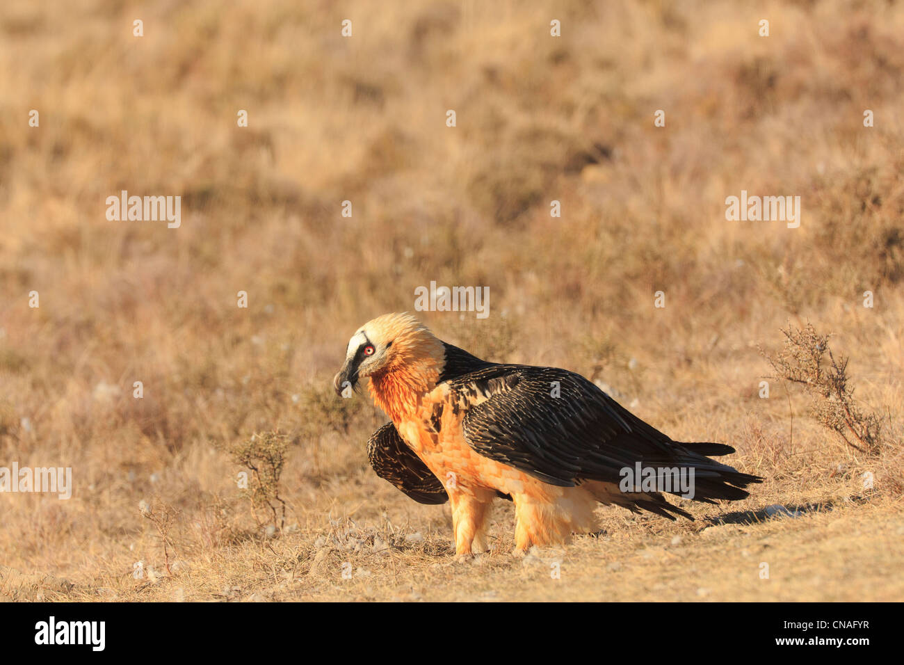 Bearded Vulture or Lammergeier (Gypaetus barbatus) on habitat. Pyrenees. Lleida. Catalonia. Spain. Stock Photo