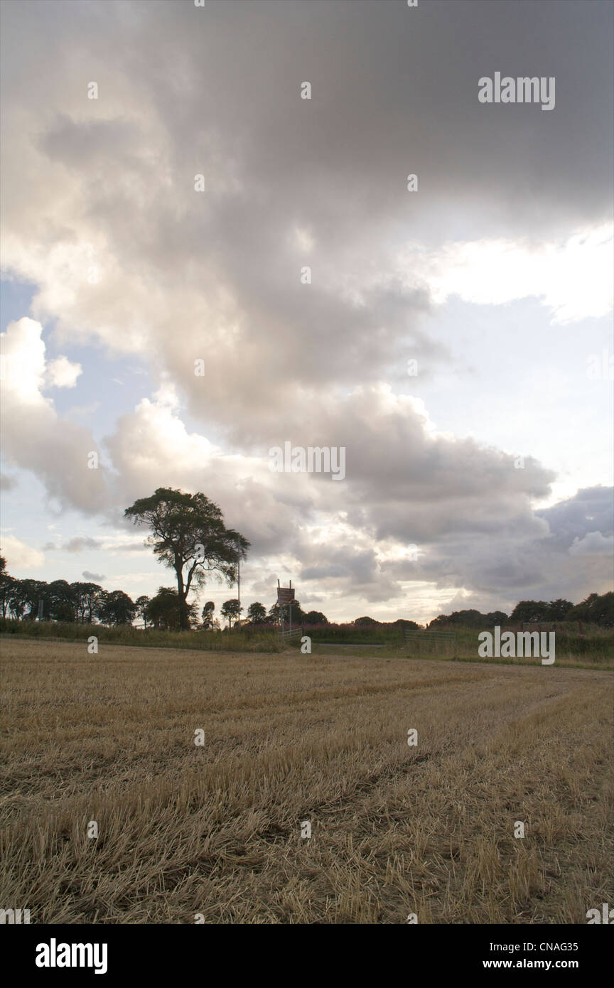 Late summer blue sky field with trees Stock Photo