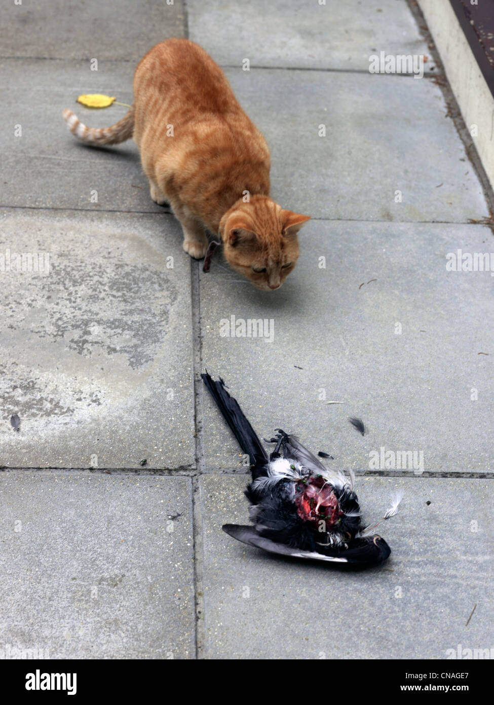 Ginger Cat With Prey Stock Photo