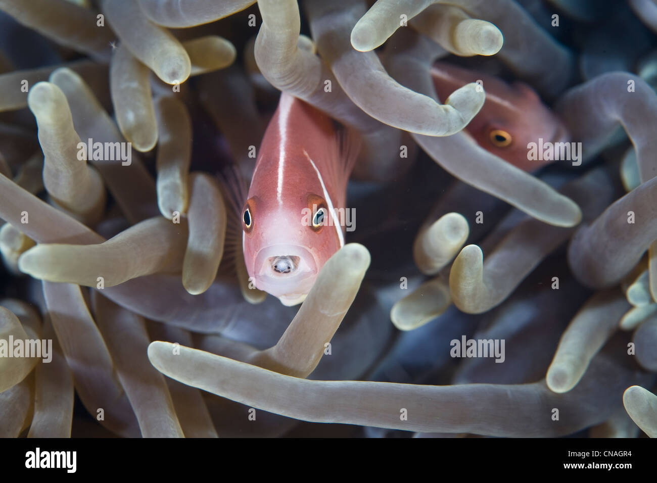 A Pink anemonefish, Amphiprion perideraion, has a parasitic crustacean, Cymothoa exigua, that has removed its tongue. Stock Photo