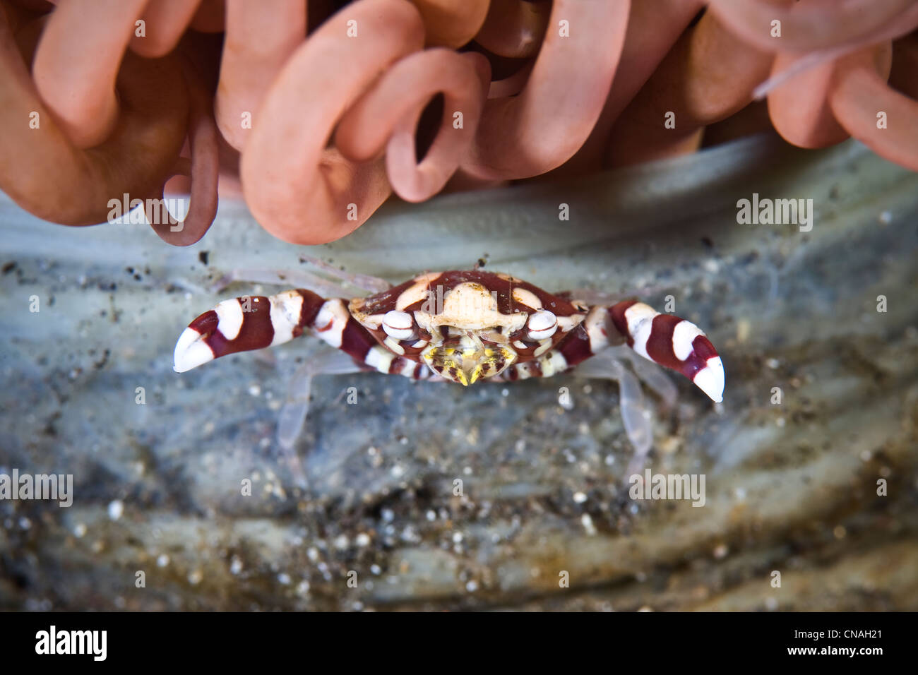 A Harlequin swimming crab, Lissocarcinus laevis, has distinctive red and white markings on its carapace and claws. Stock Photo