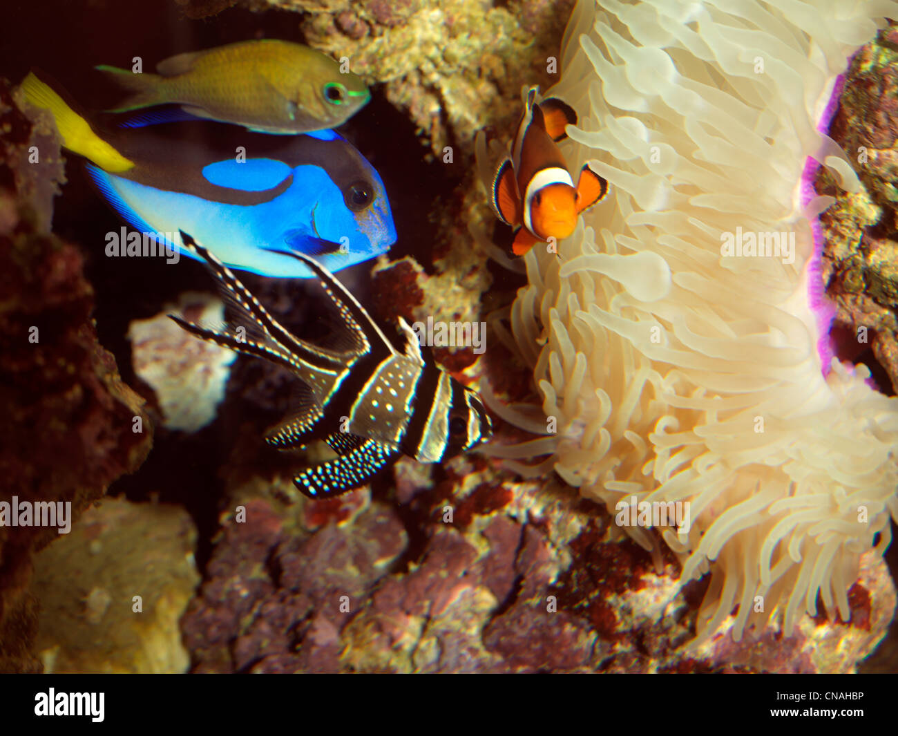 A Saltwater Aquarium Regal Tang (Dory), Clownfish And Banggai Cardinalfish With Magnifica Anemone Stock Photo