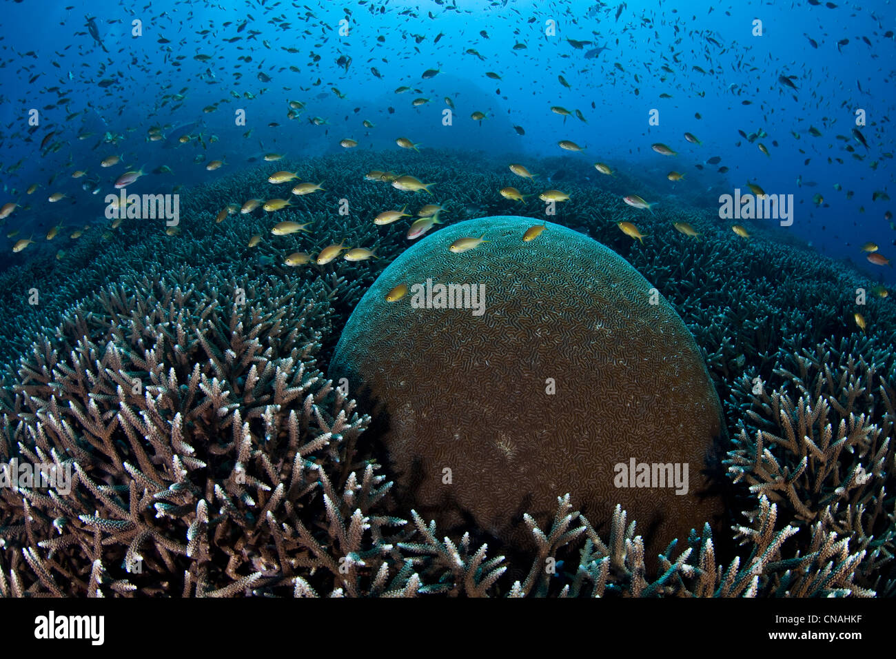 A mass of Threadfin anthias, Pseudanthias huchti, catch zooplankton