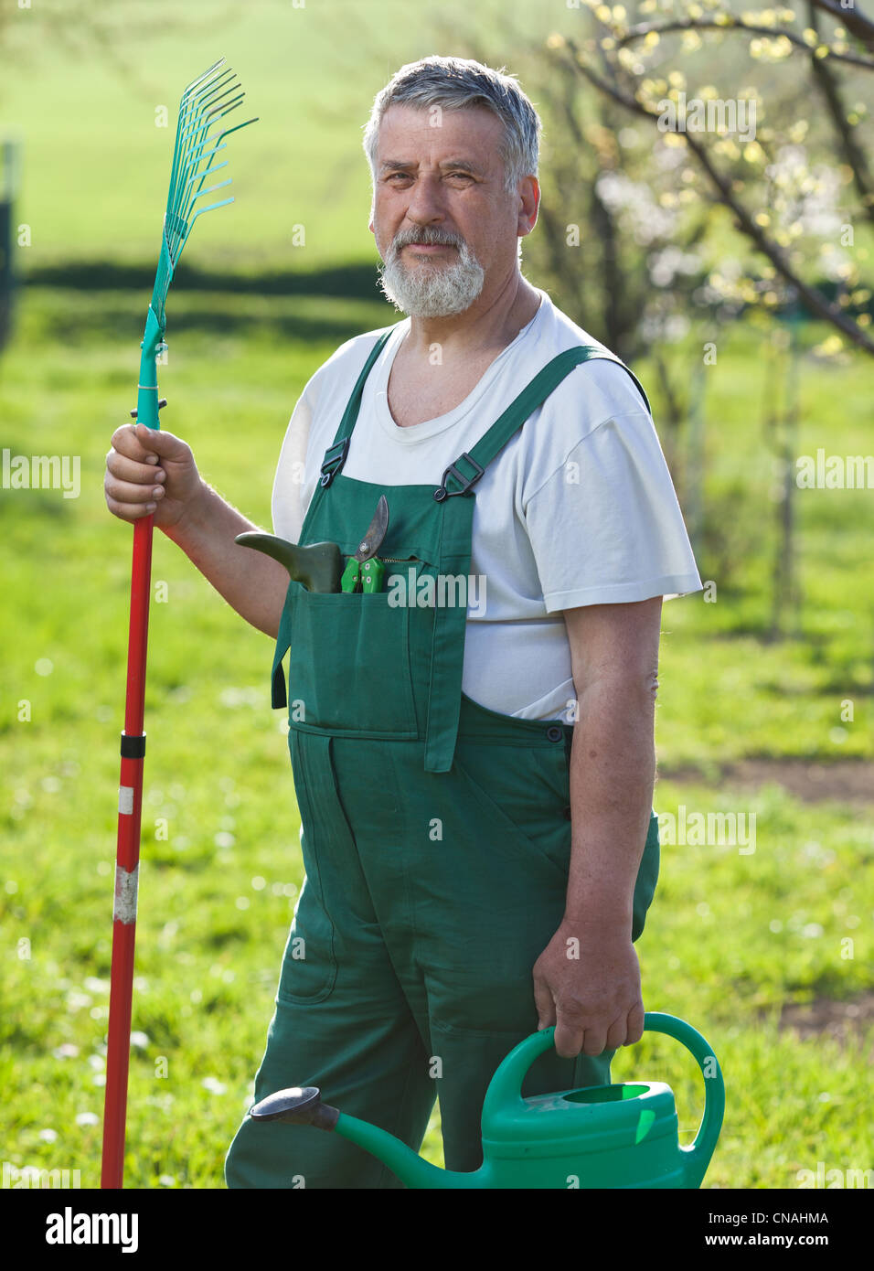 portrait of a senior man gardening in his garden (color toned image ...