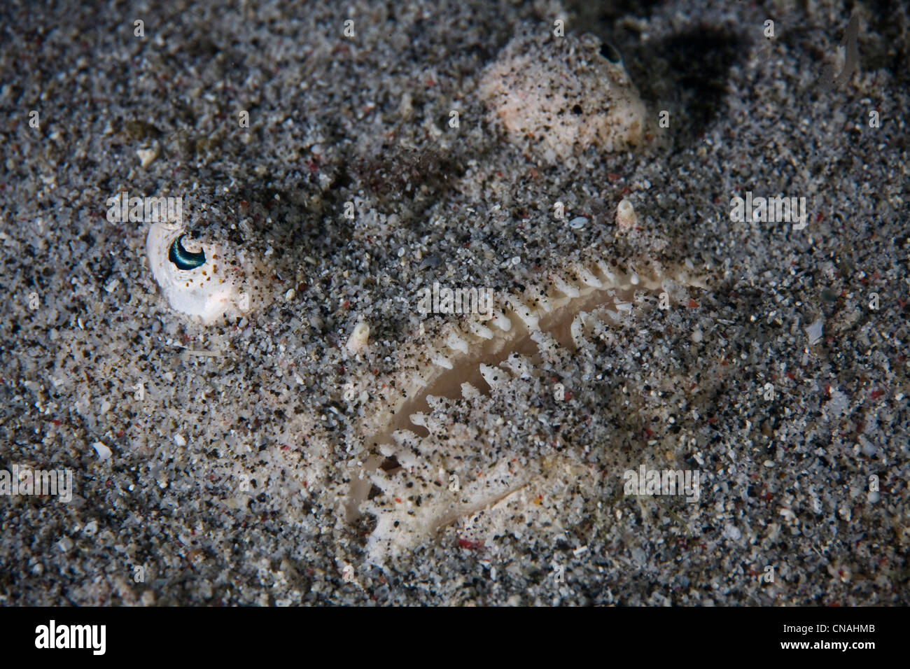 A Whitemargin stargazer, Uranoscopus sulphureus, camouflages itself under the sand while it waits for prey to swim close. Stock Photo